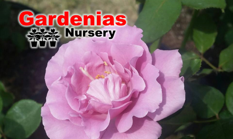 gardenias-nursery-zapata-tx-flowers