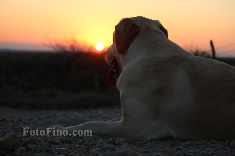 Dog Enjoying Sunset