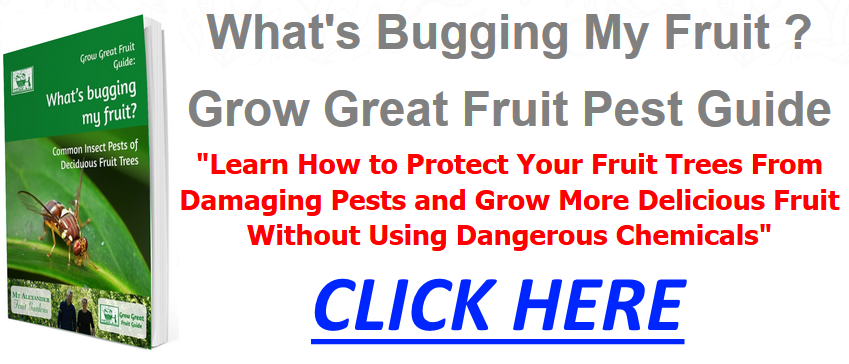 Learn how to keep bugs away from your fruit trees