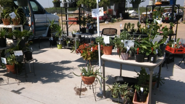 Plants for sale at Tractor Supply Zapata Farmers Market