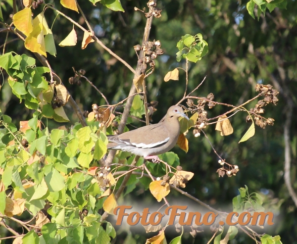 Dove in tree photo